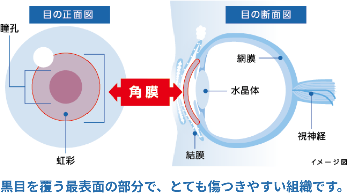 目の正面図 目の断面図 角膜 黒目を覆う最表面の部分で、とても傷つきやすい組織です。